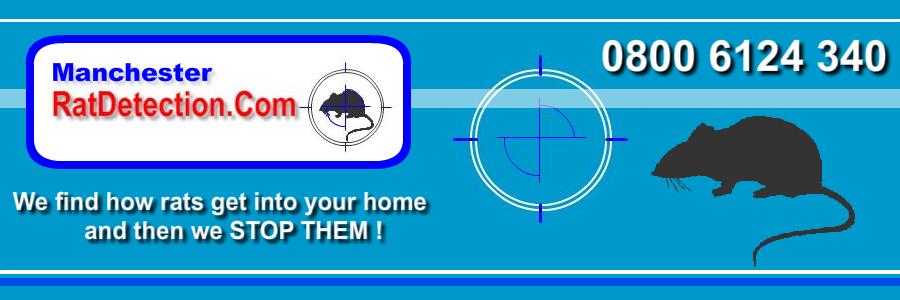 rat in house manchester